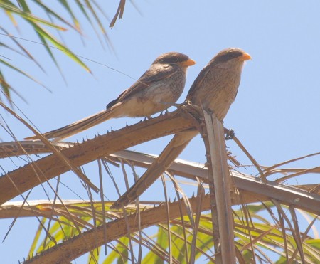 Yellow Billed Shrikes Brufoot gambia